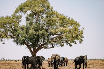 Zimbabwe CSR: Sustainable Agriculture & Youth Employment Success Stories